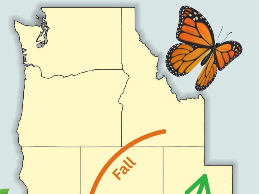Western Monarchs